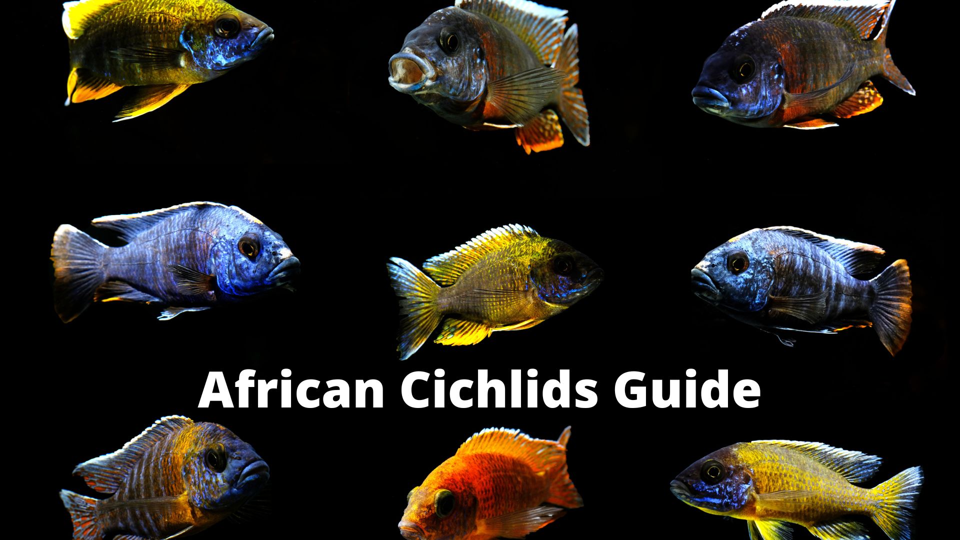 The Ultimate African Cichlids Guide